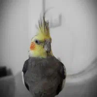 عروس هلندی نر سخنگو