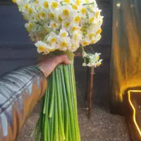 عمده گل نرگس قیمت روزانه می‌باشد