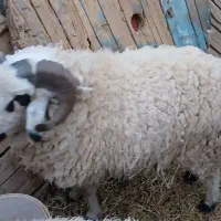 قوچ بره نر هم برای گشتن وهم برای نسل کشی|حیوانات مزرعه|کرمان, |دیوار