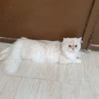 واگذاری گربه پرشین