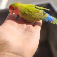 طوطی برزیلی رام رام نر مست|پرنده|رضوانشهر, |دیوار