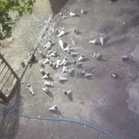 کفتر  . طوقی  . کبوتر