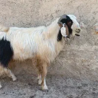 بز نر|حیوانات مزرعه|طرهان, |دیوار