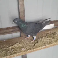 کفتر زاغ دم سفید ،کفتر پلاکی|پرنده|تهران, سعیدآباد|دیوار