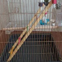 قفسپرندهمخصوصقناری.عروسهلندی.قفسنومیباشد|لوازم جانبی حیوانات|بروجن, |دیوار