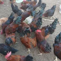 مرغ وخروس سیاه ورنگی|حیوانات مزرعه|مشهد, کوی سیدی|دیوار