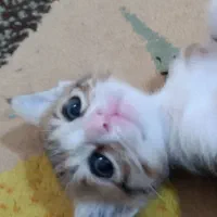واگذاری گربه دو ماهه