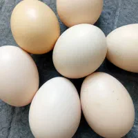 فروش  تخم مرغ محلی