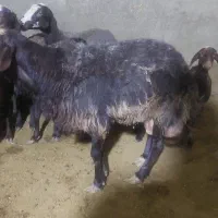 قوچ گوسفند نر