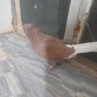 شامی پولکی تیزکنار نر کرمانی سرخ دمسفید نرهوای|پرنده|فرح دشت, |دیوار