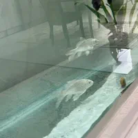 ماهی قیکت مناسب|ماهی|ری, دیلمان|دیوار