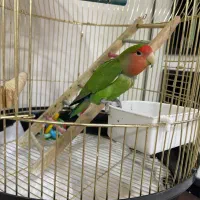 طوطی برزیلی