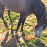 اسب|اسب و تجهیزات اسب‌سواری|رامند, |دیوار