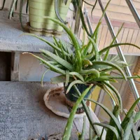 گل و گلدان|گل و گیاه طبیعی|اصفهان, بهارستان (مخابرات)|دیوار