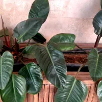 تعویض خاک،گلدان،کاشت،نگهداری