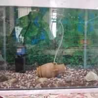 آکواریوم خم شرکتی با وسایل