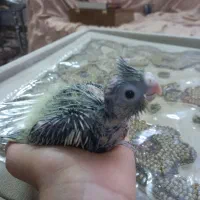 جوجه عروس هلندی|پرنده|قم, نخودی|دیوار