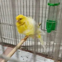 قناری.سره.طوطی.عروس|پرنده|ری, فیروزآبادی|دیوار