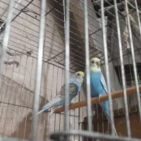 یک جفت مرغ عشق رنگین کمانی  ۶۰۰