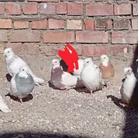 کفتر طوقی ...|پرنده|نهبندان, |دیوار