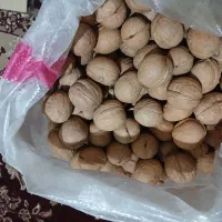 فروش گردو وبادم درختی ۲۳-۲۵