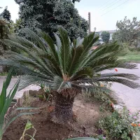 گل درختی|گل و گیاه طبیعی|آمل, |دیوار