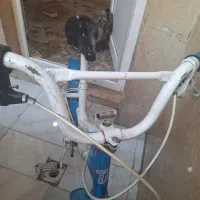 دوچرخه|دوچرخه، اسکیت، اسکوتر|ری, علایین|دیوار