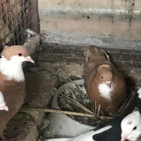 سلام کبوتر معامله باشازده