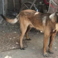 سگ مالی نویز نر