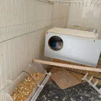 طوطی کوتوله