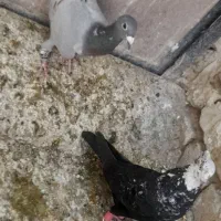 کبوتر|پرنده|شیراز, سفیرشمالی|دیوار