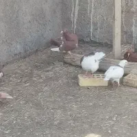 6عدد کفتر بوم