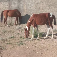اسب دره شوری و کره ی یک ساله