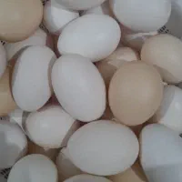تخم مرغ لاری