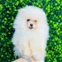 پامرانین پرتغالی و برفی