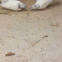 تهرونی وکله دم۱۰۰۰