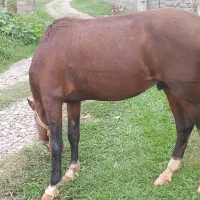 اسب کهر|اسب و تجهیزات اسبسواری|آستانه اشرفیه, |دیوار