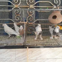 کفتر طوقی|پرنده|سراوان, |دیوار