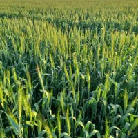 زمین برای اجاره شلتوک مخوام