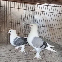کبوتر دوکت بوشهری