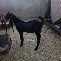 نر پاکستانی