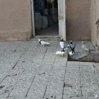 طوقی  و امری|پرنده|گلزار, |دیوار