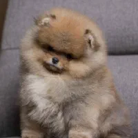 مجموعه پرورش سگ های آپارتمانی|سگ|شیراز, معالیآباد|دیوار