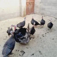 بوقلمون نر و ماده