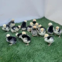 جوجه مرغ زینتی در چند نمونه|حیوانات مزرعه|خمینیشهر, |دیوار