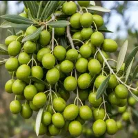 نهال زیتون پسته پیوندی صنوبر نیگرا ترکیه  بادام