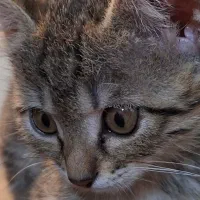 واگذاری رایگان گربه نر
