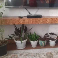 گل پروانه ،نخل مرداب ،مخملی