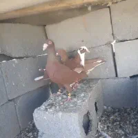 کبوتر|پرنده|میرجاوه, |دیوار