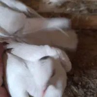 کفتر قلاقی،کله دوم ویک جفت هوایی|پرنده|ملایر, |دیوار